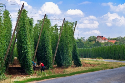 AN ODE TO HOPS. IN 2023, THE CZECH TOWN OF ŽATEC AND THE ŽATEC HOP LANDSCAPE WERE INSCRIBED ON THE UNESCO WORLD HERITAGE LIST